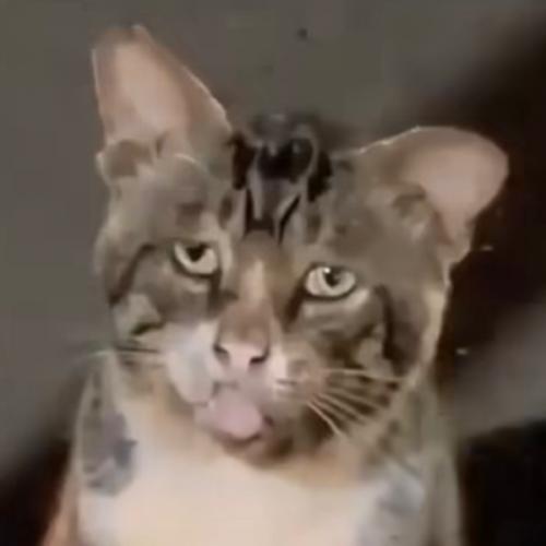 สมาชิกหมายเลข 8384481