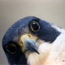 สมาชิกหมายเลข 3737374