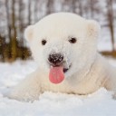 สมาชิกหมายเลข 1597496