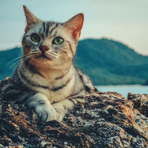 สมาชิกหมายเลข 2317968