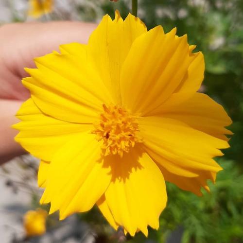 สมาชิกหมายเลข 4509994