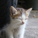 สมาชิกหมายเลข 5348117