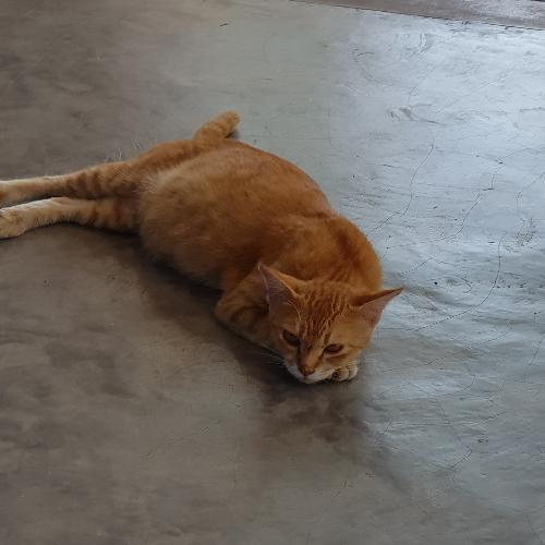 สมาชิกหมายเลข 4600655