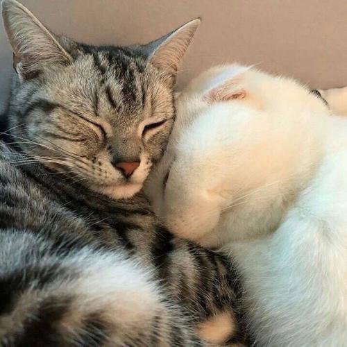 สมาชิกหมายเลข 4643207