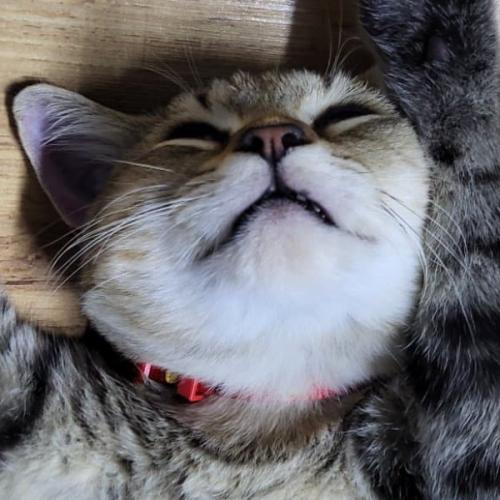 สมาชิกหมายเลข 1230730