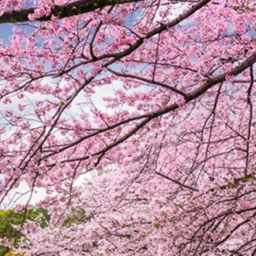 สมาชิกหมายเลข 2382251