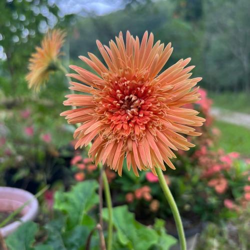 สมาชิกหมายเลข 7093623