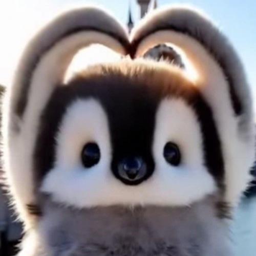 สมาชิกหมายเลข 2181345