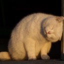 สมาชิกหมายเลข 4202623