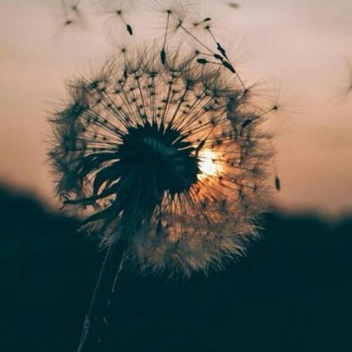 สมาชิกหมายเลข 4950677