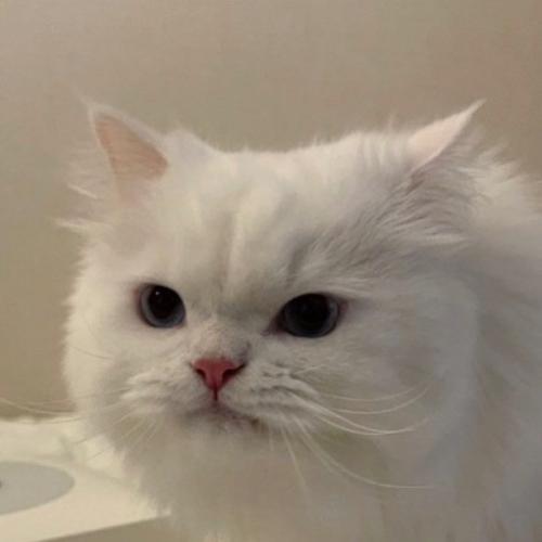 สมาชิกหมายเลข 7123590