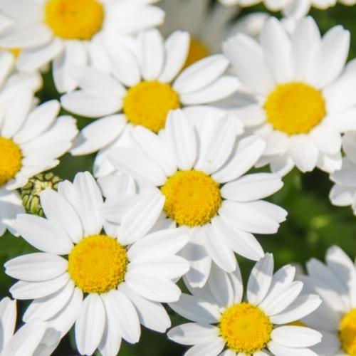 สมาชิกหมายเลข 5826754