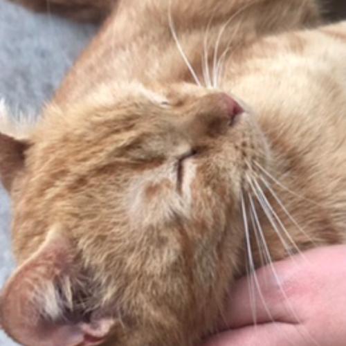 สมาชิกหมายเลข 4124950