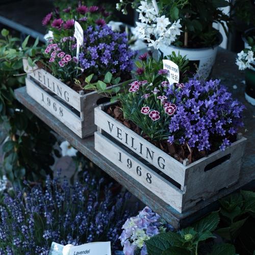 ดอกไม้บานกับเปียโน