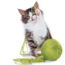 บัวเหนียง