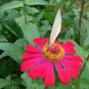 สมาชิกหมายเลข 3732142