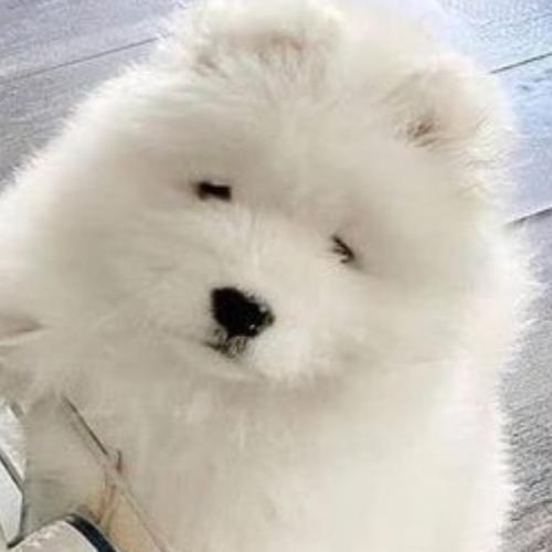 สมาชิกหมายเลข 3135300