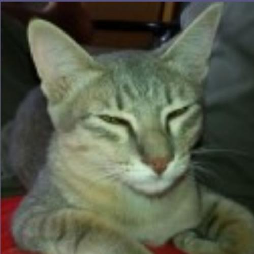 สมาชิกหมายเลข 7125170