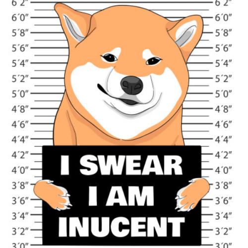 ชิบะในทุ่งลาเวนเดอร์เอ้อเอ้อ