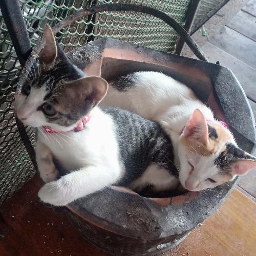 สมาชิกหมายเลข 2751877