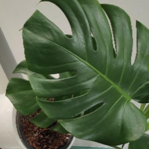 สมาชิกหมายเลข 6431838