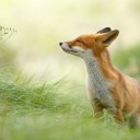 สมาชิกหมายเลข 4204153