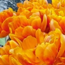 สมาชิกหมายเลข 1556167