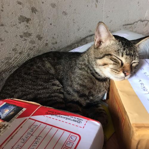 สมาชิกหมายเลข 4952138