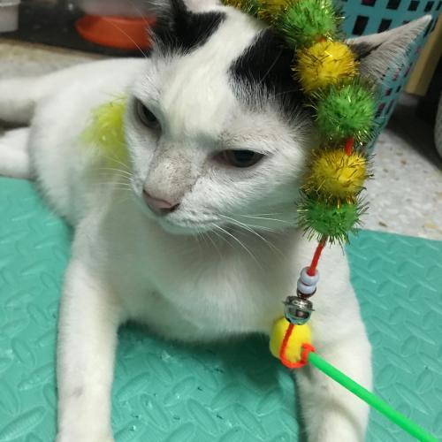 สมาชิกหมายเลข 5589118