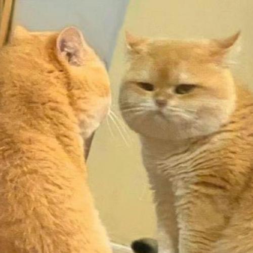 สมาชิกหมายเลข 4091578