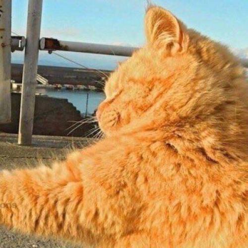 สมาชิกหมายเลข 4602822