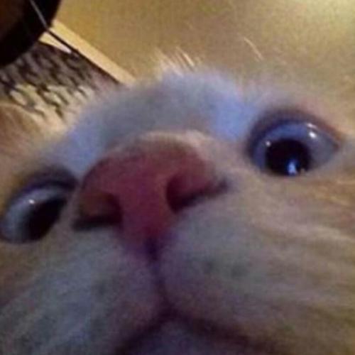 สมาชิกหมายเลข 4952811