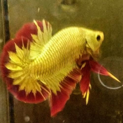 พระอาทิตย์ทอแสงส่องโลก