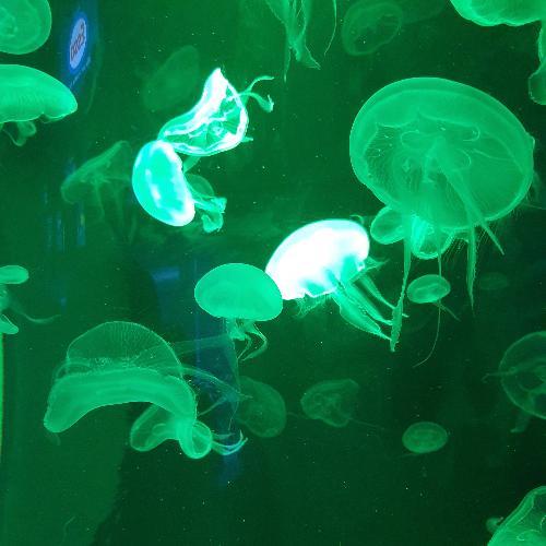 สมาชิกหมายเลข 5350930