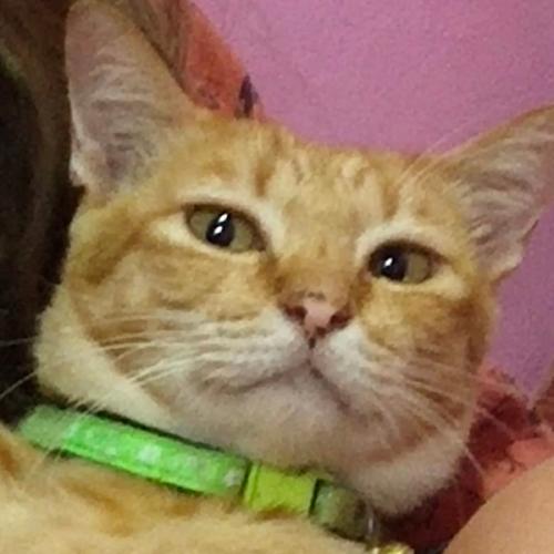 สมาชิกหมายเลข 3196707