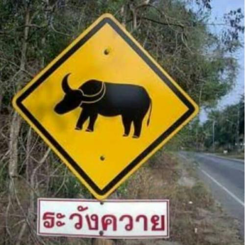 สมาชิกหมายเลข 4195379