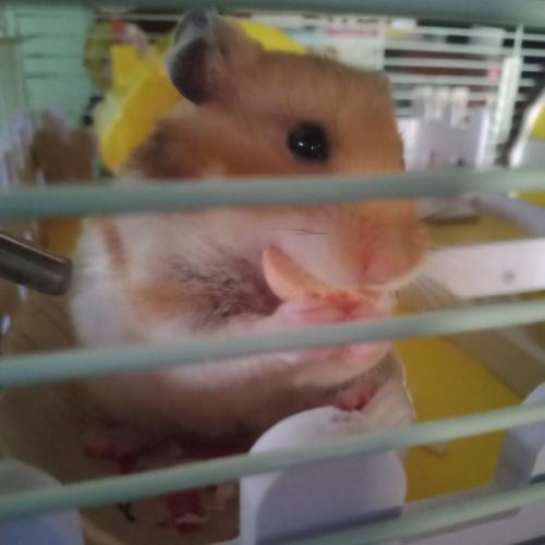 สมาชิกหมายเลข 4355258