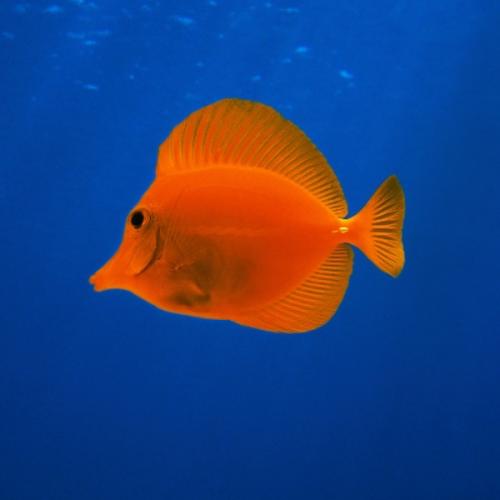 สมาชิกหมายเลข 6392601