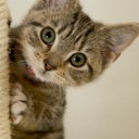 สมาชิกหมายเลข 4205950