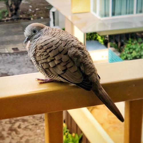 สมาชิกหมายเลข 4732176