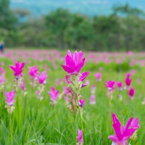 สมาชิกหมายเลข 4953637