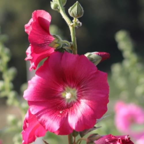 สมาชิกหมายเลข 3042950