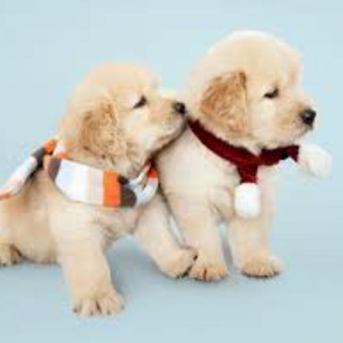 สมาชิกหมายเลข 6434246