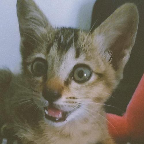 สมาชิกหมายเลข 6778511