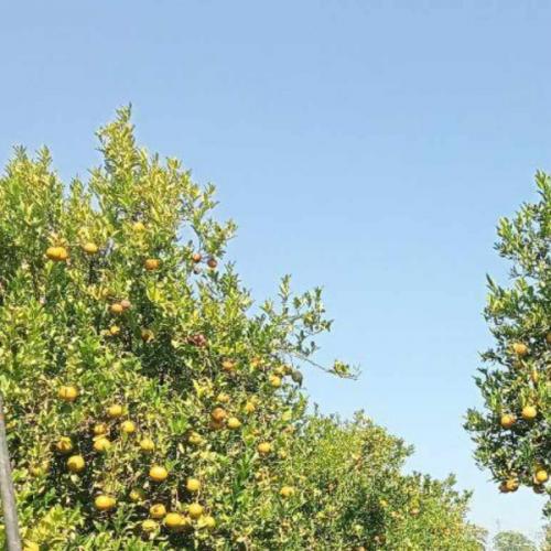 สมาชิกหมายเลข 5487571