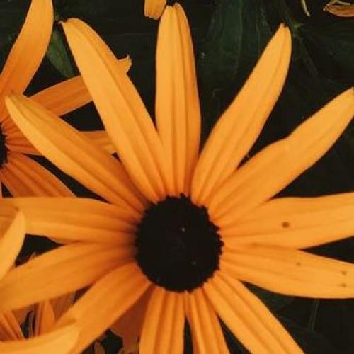 สมาชิกหมายเลข 5006103