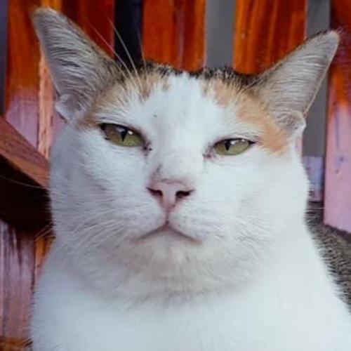 สมาชิกหมายเลข 7129710