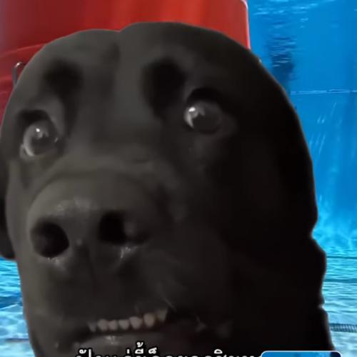 สมาชิกหมายเลข 2852272