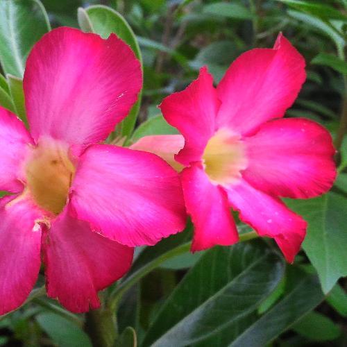 สมาชิกหมายเลข 1479155