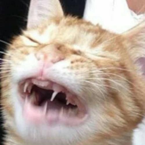 สมาชิกหมายเลข 4954917